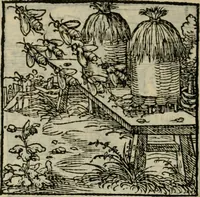 Picture 190 of 195 from Orvs Apollo de Ægypte De la signification des notes hieroglyphiques des Aegyptiens : cest a dire des figures par les quelles ilz escripuoient leurs mysteres secretz, & les choses sainctes & diuines (1543), leaf 207