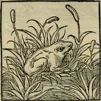 Picture 27 of 195 from Orvs Apollo de Ægypte De la signification des notes hieroglyphiques des Aegyptiens : cest a dire des figures par les quelles ilz escripuoient leurs mysteres secretz, & les choses sainctes & diuines (1543), leaf 41