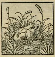 Picture 28 of 195 from Orvs Apollo de Ægypte De la signification des notes hieroglyphiques des Aegyptiens : cest a dire des figures par les quelles ilz escripuoient leurs mysteres secretz, & les choses sainctes & diuines (1543), leaf 42
