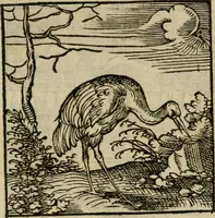 Picture 42 of 195 from Orvs Apollo de Ægypte De la signification des notes hieroglyphiques des Aegyptiens : cest a dire des figures par les quelles ilz escripuoient leurs mysteres secretz, & les choses sainctes & diuines (1543), leaf 52