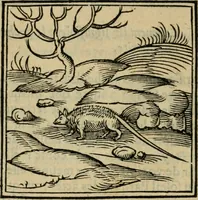 An illustration from Orvs Apollo de Ægypte De la signification des notes hieroglyphiques des Aegyptiens : cest a dire des figures par les quelles ilz escripuoient leurs mysteres secretz, & les choses sainctes & diuines (1543)