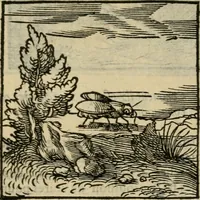 An illustration from Orvs Apollo de Ægypte De la signification des notes hieroglyphiques des Aegyptiens : cest a dire des figures par les quelles ilz escripuoient leurs mysteres secretz, & les choses sainctes & diuines (1543)