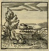Picture 56 of 195 from Orvs Apollo de Ægypte De la signification des notes hieroglyphiques des Aegyptiens : cest a dire des figures par les quelles ilz escripuoient leurs mysteres secretz, & les choses sainctes & diuines (1543), leaf 69
