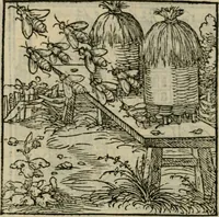 Picture 64 of 195 from Orvs Apollo de Ægypte De la signification des notes hieroglyphiques des Aegyptiens : cest a dire des figures par les quelles ilz escripuoient leurs mysteres secretz, & les choses sainctes & diuines (1543), leaf 79