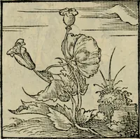 Picture 78 of 195 from Orvs Apollo de Ægypte De la signification des notes hieroglyphiques des Aegyptiens : cest a dire des figures par les quelles ilz escripuoient leurs mysteres secretz, & les choses sainctes & diuines (1543), leaf 93