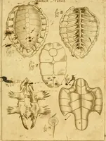 An illustration from Osservazioni anatomiche (1687)