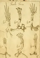 An illustration from Osservazioni anatomiche (1687)