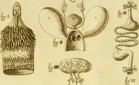 An illustration from Osservazioni anatomiche (1687)