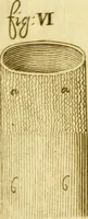 An illustration from Osservazioni anatomiche (1687)