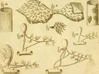 An illustration from Osservazioni anatomiche (1687)