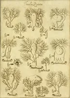 Picture 13 of 17 from Osservazioni anatomiche (1687), leaf 106