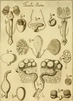An illustration from Osservazioni anatomiche (1687)