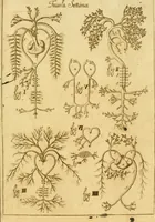Picture 15 of 17 from Osservazioni anatomiche (1687), leaf 110