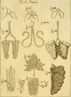 An illustration from Osservazioni anatomiche (1687)