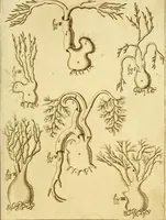 An illustration from Osservazioni anatomiche (1687)