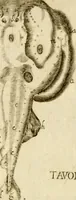 An illustration from Osservazioni intorno alle torpedini (1678)