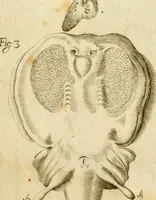An illustration from Osservazioni intorno alle torpedini (1678)