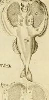An illustration from Osservazioni intorno alle torpedini (1678)