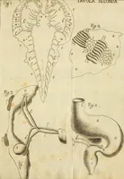 An illustration from Osservazioni intorno alle torpedini (1678)