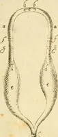 An illustration from Osservazioni intorno alle torpedini (1678)