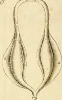 An illustration from Osservazioni intorno alle torpedini (1678)