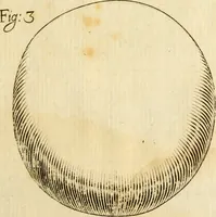 An illustration from Osservazioni intorno alle torpedini (1678)