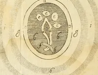 Picture 12 of 14 from Osservazioni intorno alle torpedini (1678), leaf 148