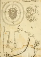 Picture 13 of 14 from Osservazioni intorno alle torpedini (1678), leaf 150