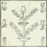 An illustration from Osservazioni istoriche sopra alcuni medaglioni antichi (1698)