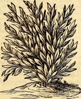 An illustration from Ottonis de Guericke Experimenta nova (ut vocantur) Magdeburgica de vacuo spatio (1672)
