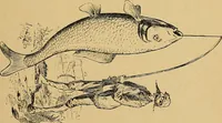 An illustration from Our boys; what they can do and how to do it (1893)