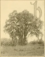 Picture 103 of 146 from Our country, the marvel of nations; its past, present, and future, and what the Scriptures say of it (1901), leaf 172