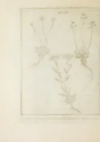An illustration from Ouresiphoites Helveticus, sive, Itinera per Helvetiae alpinas regiones facta annis MDCCII, MDCCIII, MDCCIV, MDCCV, MDCCVI, MDCCVII, MDCCIX, MDCCX, MDCCCXI (1723)