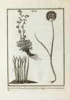 An illustration from Ouresiphoites Helveticus, sive, Itinera per Helvetiae alpinas regiones facta annis MDCCII, MDCCIII, MDCCIV, MDCCV, MDCCVI, MDCCVII, MDCCIX, MDCCX, MDCCCXI (1723)