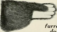 An illustration from Our flag. Origin and progress of the flag of the United States of America, with an introductory account of the symbols, standards, banners and flags of ancient and modern naitons (1872)