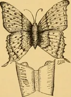 An illustration from Our homes; how to beautify them. One hundred and fifty engravings (1888)