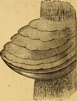 An illustration from Our homes; how to beautify them. One hundred and fifty engravings (1888)