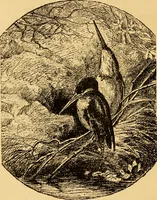 An illustration from Our homes; how to beautify them. One hundred and fifty engravings (1888)