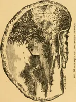 An illustration from Our homes; how to beautify them. One hundred and fifty engravings (1888)