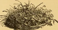 An illustration from Our homes; how to beautify them. One hundred and fifty engravings (1888)