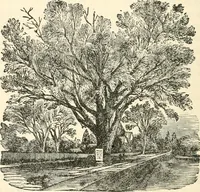 An illustration from Our homes and their adornments, or, How to build, finish, furnish and adorn a home, containing practical instructions for the building of homes, interior decoration, wood carving, scroll sawing, house painting, window hangings, screens, curtains, window gardening, incidental decorations, decorative-art needle-work, and economic landscape gardening; to which is added a household compendium of new, practical and valuable recipes, the whole being designed to make happy homes for happy people (1883)