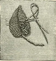An illustration from Our homes and their adornments, or, How to build, finish, furnish and adorn a home, containing practical instructions for the building of homes, interior decoration, wood carving, scroll sawing, house painting, window hangings, screens, curtains, window gardening, incidental decorations, decorative-art needle-work, and economic landscape gardening; to which is added a household compendium of new, practical and valuable recipes, the whole being designed to make happy homes for happy people (1883)