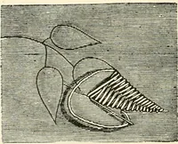 An illustration from Our homes and their adornments, or, How to build, finish, furnish and adorn a home, containing practical instructions for the building of homes, interior decoration, wood carving, scroll sawing, house painting, window hangings, screens, curtains, window gardening, incidental decorations, decorative-art needle-work, and economic landscape gardening; to which is added a household compendium of new, practical and valuable recipes, the whole being designed to make happy homes for happy people (1883)