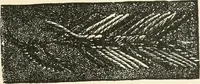 An illustration from Our homes and their adornments, or, How to build, finish, furnish and adorn a home, containing practical instructions for the building of homes, interior decoration, wood carving, scroll sawing, house painting, window hangings, screens, curtains, window gardening, incidental decorations, decorative-art needle-work, and economic landscape gardening; to which is added a household compendium of new, practical and valuable recipes, the whole being designed to make happy homes for happy people (1883)