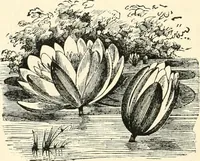 An illustration from Our homes and their adornments, or, How to build, finish, furnish and adorn a home, containing practical instructions for the building of homes, interior decoration, wood carving, scroll sawing, house painting, window hangings, screens, curtains, window gardening, incidental decorations, decorative-art needle-work, and economic landscape gardening; to which is added a household compendium of new, practical and valuable recipes, the whole being designed to make happy homes for happy people (1883)
