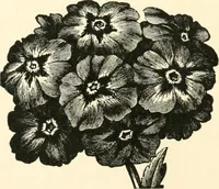An illustration from Our homes and their adornments, or, How to build, finish, furnish and adorn a home, containing practical instructions for the building of homes, interior decoration, wood carving, scroll sawing, house painting, window hangings, screens, curtains, window gardening, incidental decorations, decorative-art needle-work, and economic landscape gardening; to which is added a household compendium of new, practical and valuable recipes, the whole being designed to make happy homes for happy people (1883)