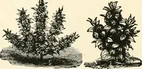 An illustration from Our homes and their adornments, or, How to build, finish, furnish and adorn a home, containing practical instructions for the building of homes, interior decoration, wood carving, scroll sawing, house painting, window hangings, screens, curtains, window gardening, incidental decorations, decorative-art needle-work, and economic landscape gardening; to which is added a household compendium of new, practical and valuable recipes, the whole being designed to make happy homes for happy people (1883)