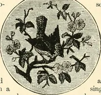 An illustration from Our homes and their adornments, or, How to build, finish, furnish and adorn a home, containing practical instructions for the building of homes, interior decoration, wood carving, scroll sawing, house painting, window hangings, screens, curtains, window gardening, incidental decorations, decorative-art needle-work, and economic landscape gardening; to which is added a household compendium of new, practical and valuable recipes, the whole being designed to make happy homes for happy people (1883)