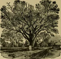 Picture 51 of 132 from Our homes and their adornments; (1884), leaf 185