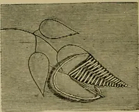 An illustration from Our homes and their adornments; (1884)
